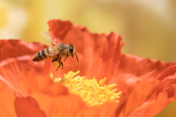 Honeybee collecting pollen from orange winter poppy