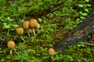 コケの庭の小さなキノコ