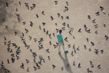 multidão de pombos