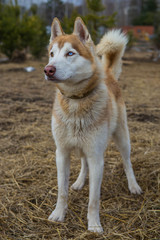 Obraz premium Husky dog
