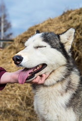 Husky dog