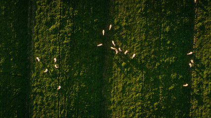 Aerial image of a flock of sheep in a bright green meadow in South Africa