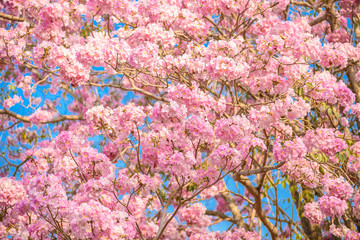 Obraz na płótnie Canvas Tabebuia rosea is a Pink Flower neotropical tree