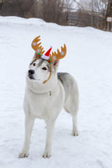 Thoroughbred dogs husky in the winter on white snow with horns on his head. New year, Christmas.