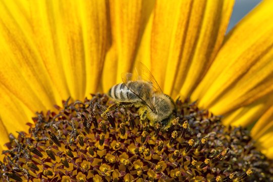Western honey bee (Apis mellifera) perched on a sunflower (Helianthus annuus), detailed view of the blossom, Stuttgart, Baden-Wuerttemberg, Germany, Europe