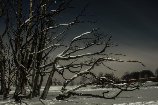 Dead tree by the roadside, long exposure, Upper Bavaria, Bavaria, Germany, Europe