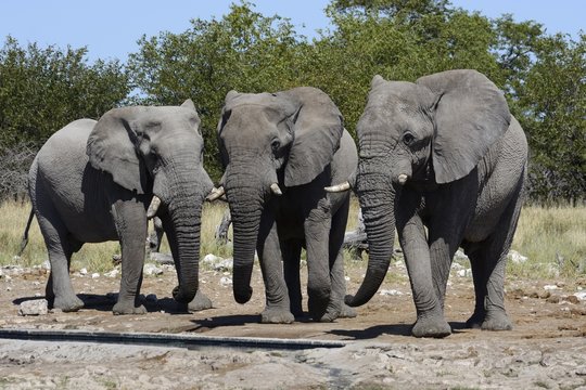 African Bush Elephants (Loxodonta africana), Etosha National Park, Namibia, Africa