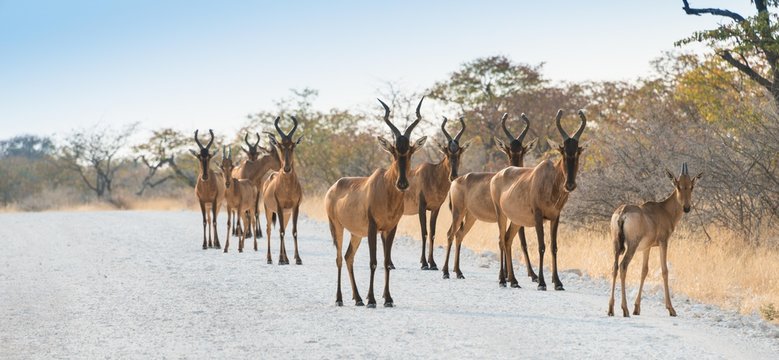 Hartebeests (Alcelaphus buselaphus), herd, Etosha National Park, Namibia, Africa
