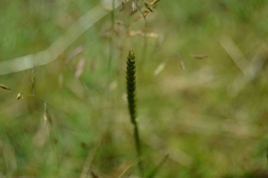 Tigo verde.