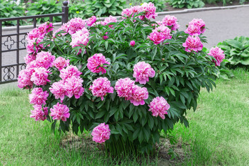 Large peony bush outside, flower bush with a lot of pink flowers