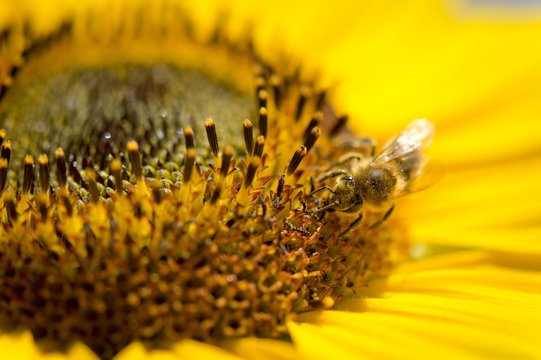 Western honey bee (Apis mellifera) perched on a sunflower (Helianthus annuus), detailed view of the blossom, Stuttgart, Baden-Wuerttemberg, Germany, Europe