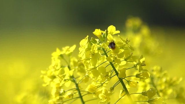 A field of rape in germany.