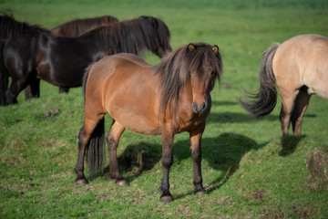 Icelandic Horses in summer ,Iceland.