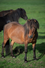 Icelandic Horses in summer ,Iceland.