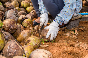 Workers are sorting coconut for cutting and arranging for breeding