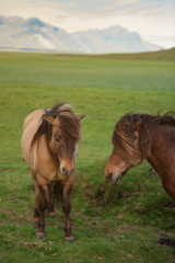 Icelandic Horses in summer ,Iceland.