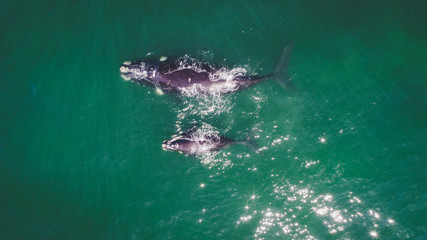 Naklejka premium Aerial view over a Southern Right Whale and her calf along the overberg coast close to Hermanus in South Africa
