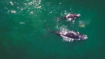 Aerial view over a Southern Right Whale and her calf along the overberg coast close to Hermanus in South Africa © Dewald