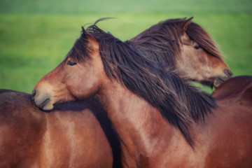 Icelandic Horses in summer ,Iceland.