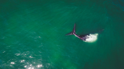 Fototapeta premium Aerial view over a Southern Right Whale and her calf along the overberg coast close to Hermanus in South Africa