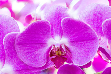 Naklejka na ściany i meble Pink orchid closeup