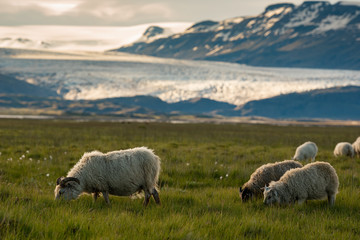 Fototapeta premium A herd of sheep in a field and Vatnajokull glacier in background ,Iceland Summer.