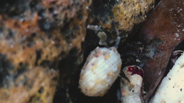 A baby crab hiding in a seashell.