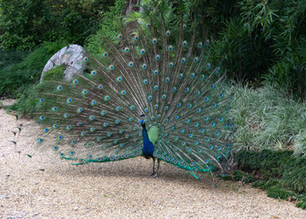 Obraz premium Peacock in Full Flair