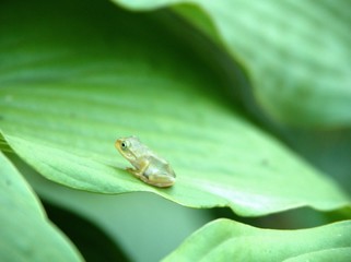 葉の上で休むカエル