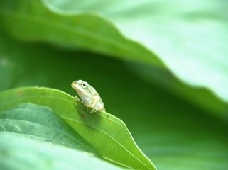 葉の上で休むカエル