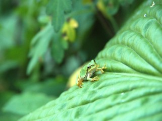葉の上で休むカエル