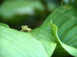 葉の上で休むカエル