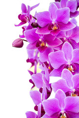 Naklejka na ściany i meble Beautiful purple orchid
