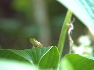 葉の上で休むカエル