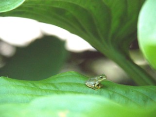 葉の上で休むカエル