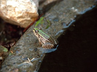 陸で休むカエル