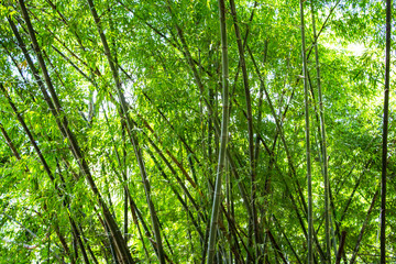 Fototapeta na wymiar Beautiful View in Bamboo Forest