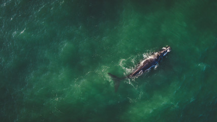 Aerial view over a Southern Right Whale and her calf along the overberg coast close to Hermanus in South Africa