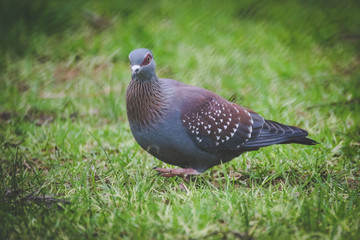 Close up image of a rock pigeon walking on a green lawn