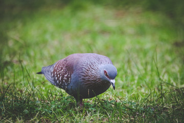 Close up image of a rock pigeon walking on a green lawn
