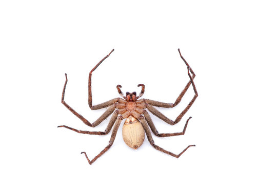 Large house spider (Tegenaria atrica)