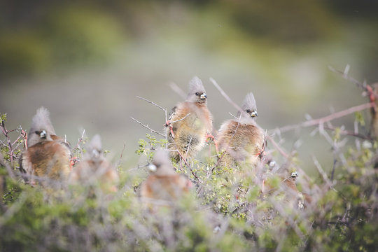 Close up photo of a group of brown mouse birds sunbathing on a thorn bush in south africa