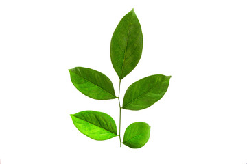 green leaf. Isolated on white background