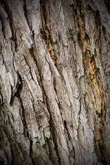 Old Wood Tree Texture Background Pattern