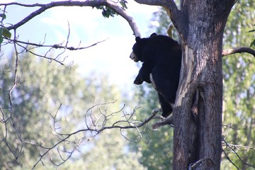 Bear Tree