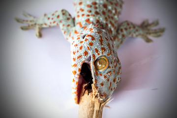 Photo of Gecko