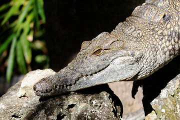 Crocodile resting on a rock near the river shore 