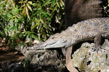 Crocodile resting on a rock near the river shore 