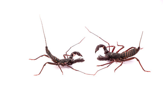 Vinegaroon Scorpion isolated on white background