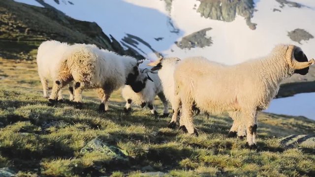 Several white sheep fighting on a grassy and snowy field on a mountain in Zermatt, Switzerland.